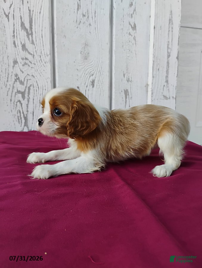 Cavalier King Charles Spaniel dogs Lady - Ad 2
