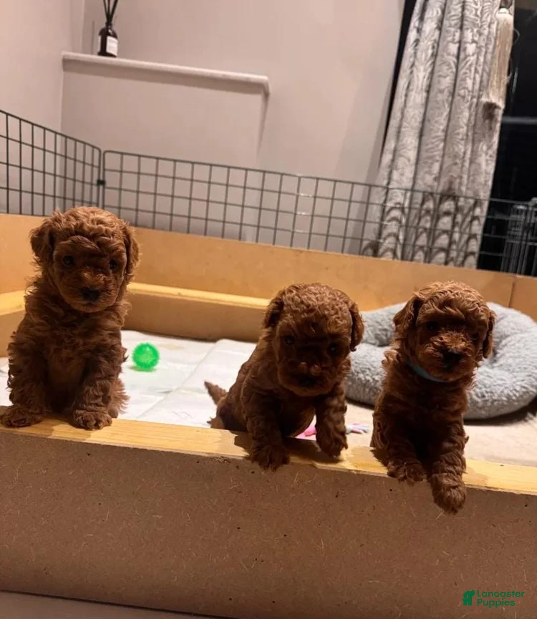Maltipoo dogs for sale: Maya - Ad 19