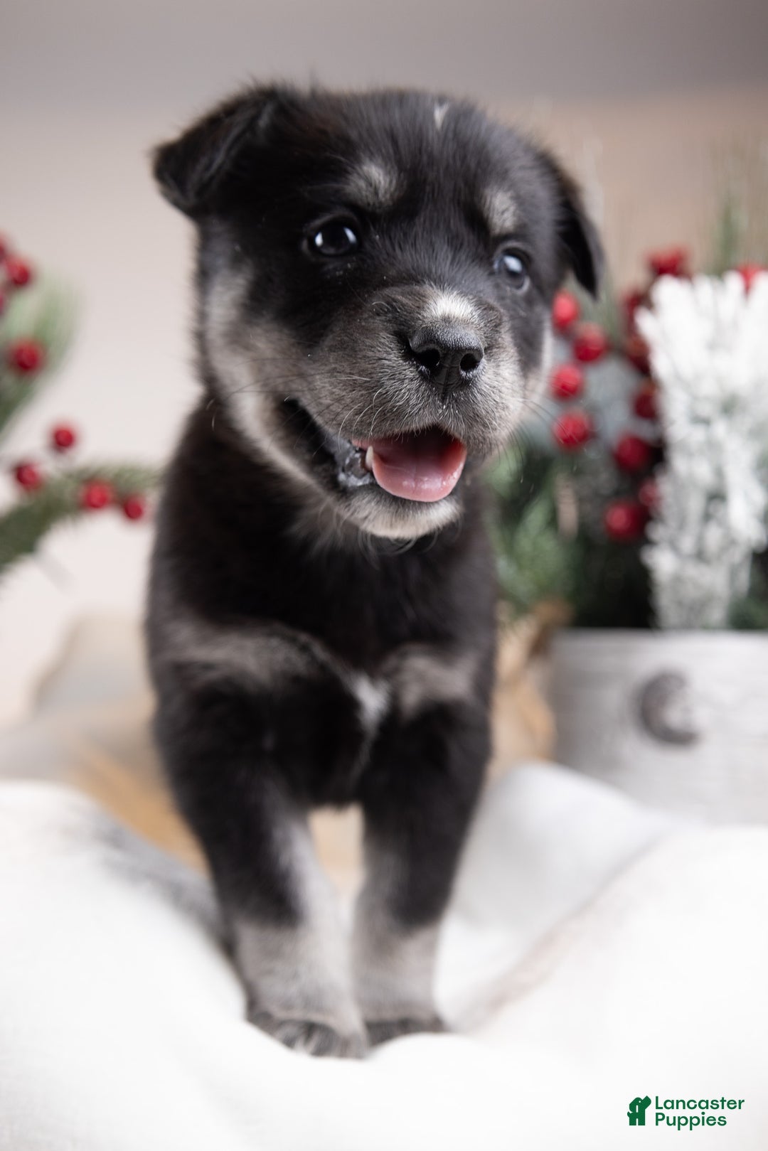 Goberian dogs for sale: Bear - Ad 7