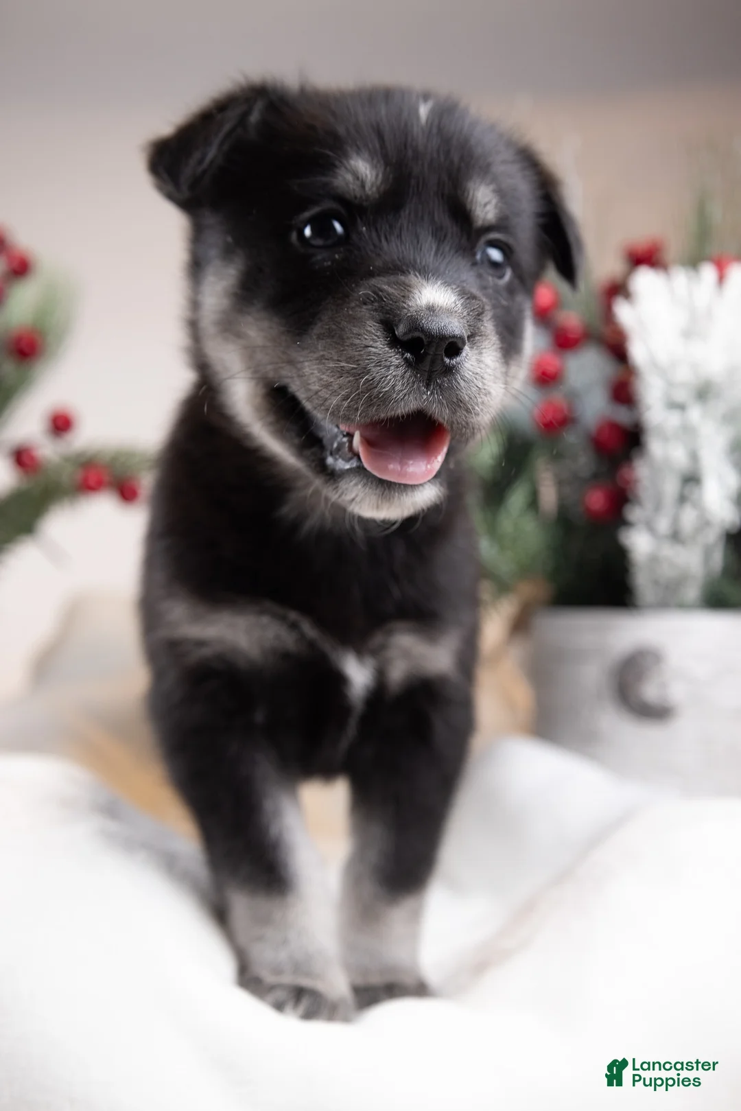 Goberian dogs for sale: Holly - Ad 39