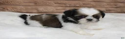 Shih Tzu dogs for sale: Missy - Ad 6