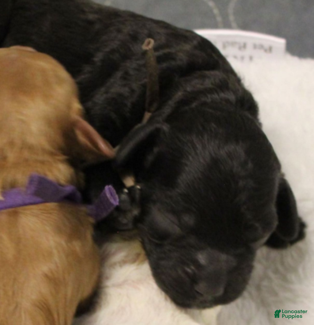 Cavapoo dogs for sale: Noelle - Ad 5