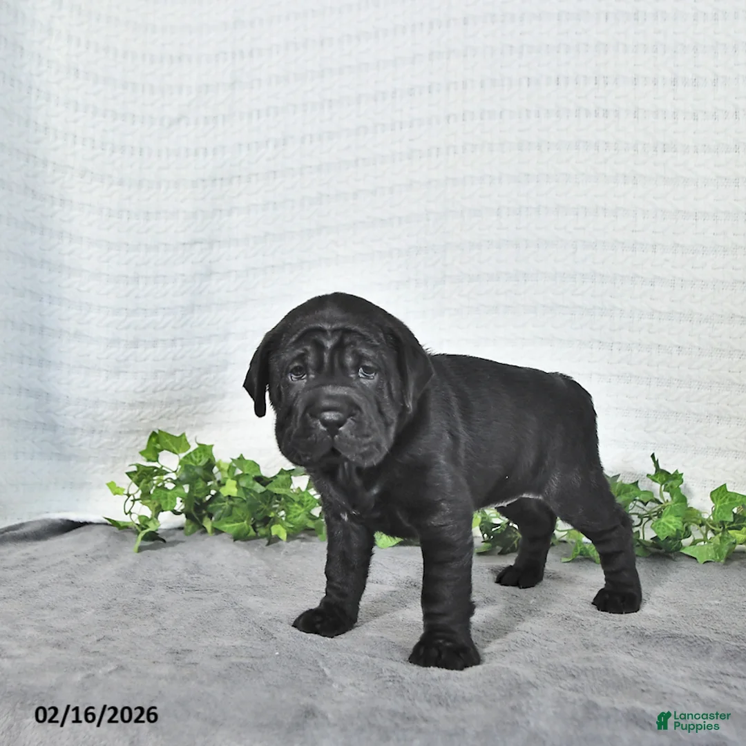 Mini Hippo dogs for sale: Lilly - Ad 2