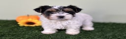 Mixed Breed dogs for sale: Dottie - Ad 10