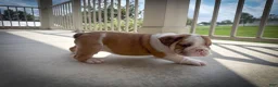 English Bulldog dogs for sale: George - Ad 7