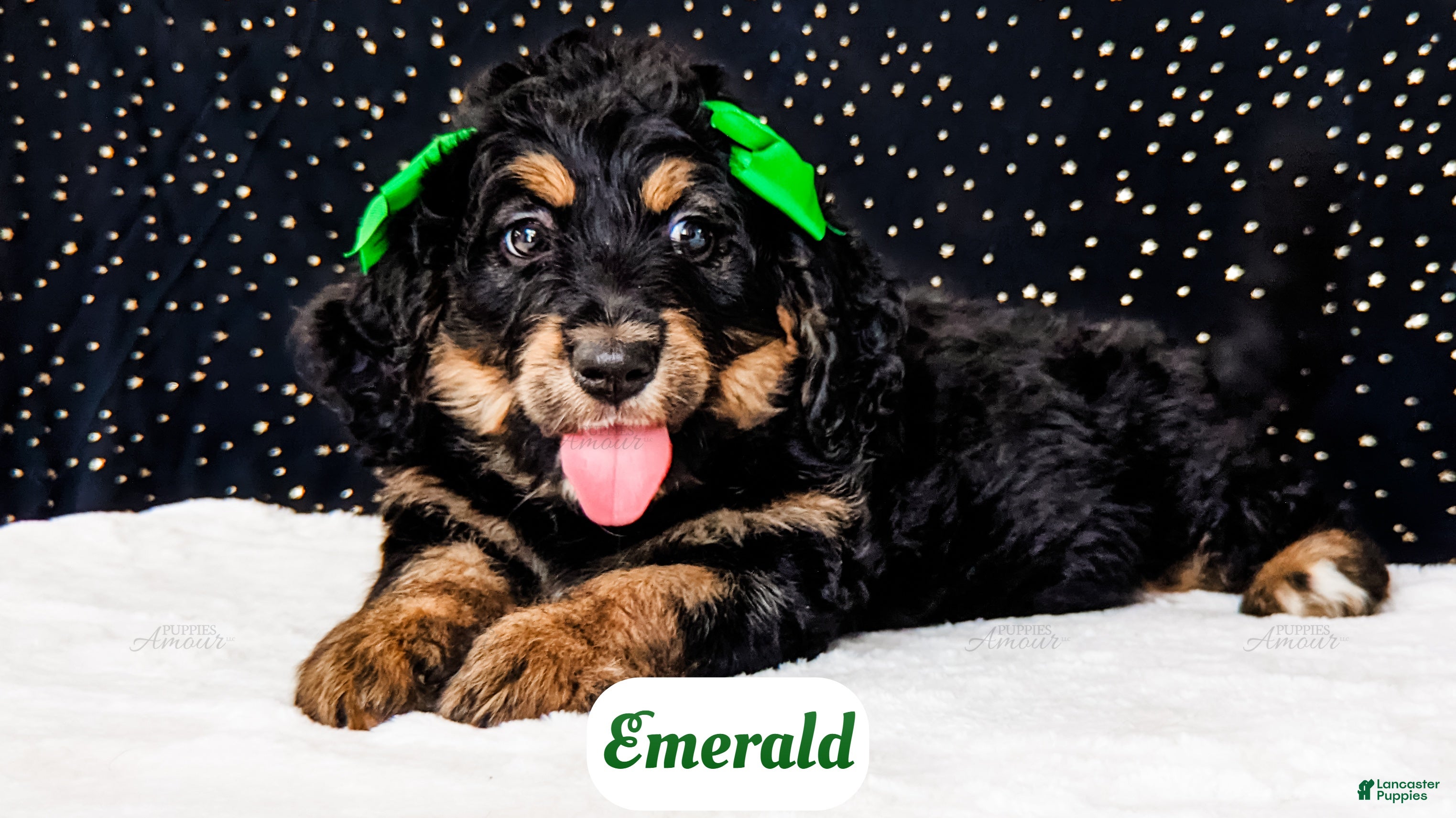 Bernedoodle dogs Emerald - Ad 14