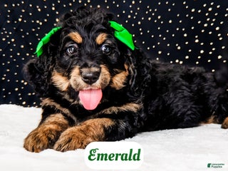 Bernedoodle dogs Emerald - Ad 2