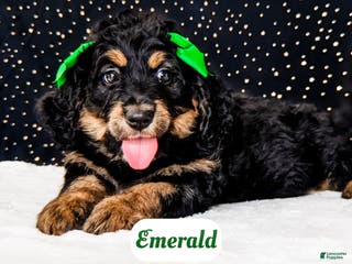 Bernedoodle dogs Emerald - Ad 26