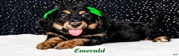 Bernedoodle dogs for sale: Emerald - Ad 1
