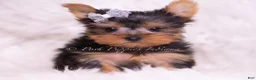 Yorkshire Terrier dogs for sale: Tinker Toy - Ad 6