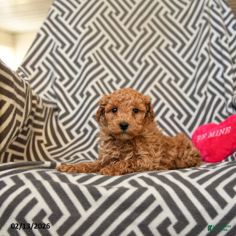 Miniature Poodle dogs Queenie - Ad 2