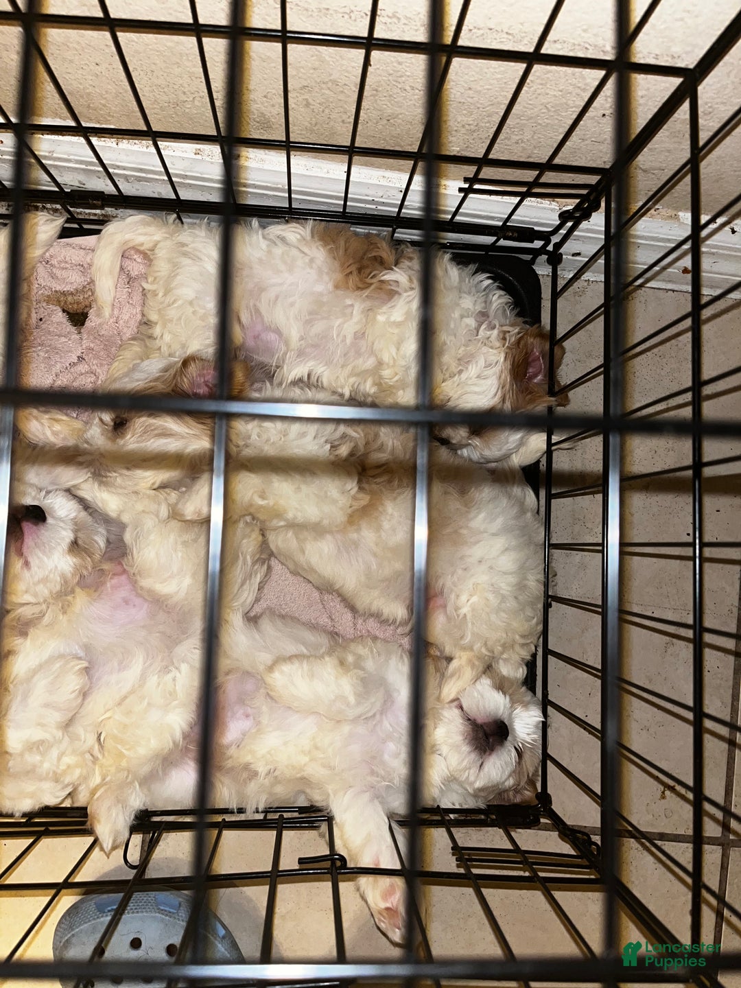 Shih Tzu dogs for sale: Daisy - Ad 10