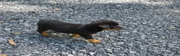Rottweiler dogs for sale: Fiona - Ad 3