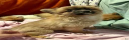 Mixed Breed dogs for sale: Rosebud - Ad 4