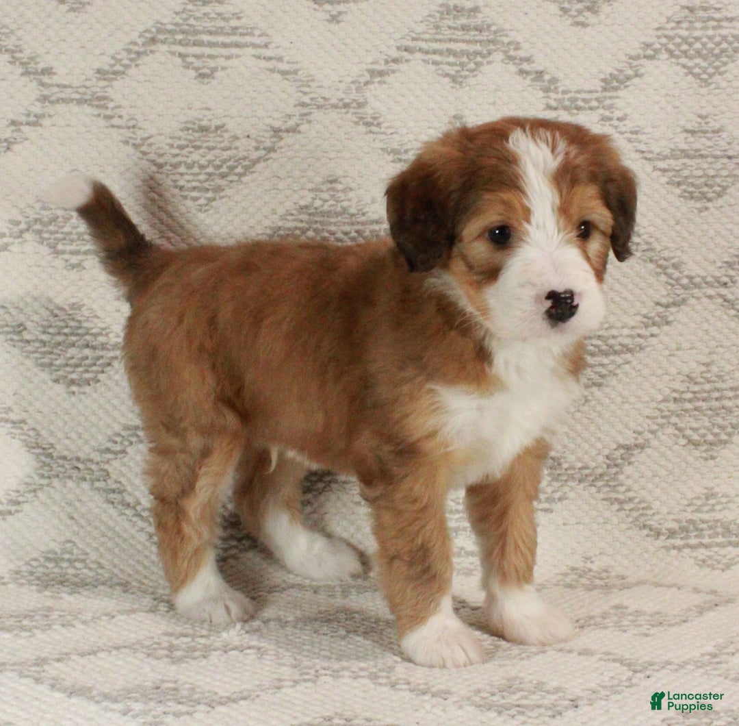 Bernedoodle dogs for sale: Sammy  - Ad 7