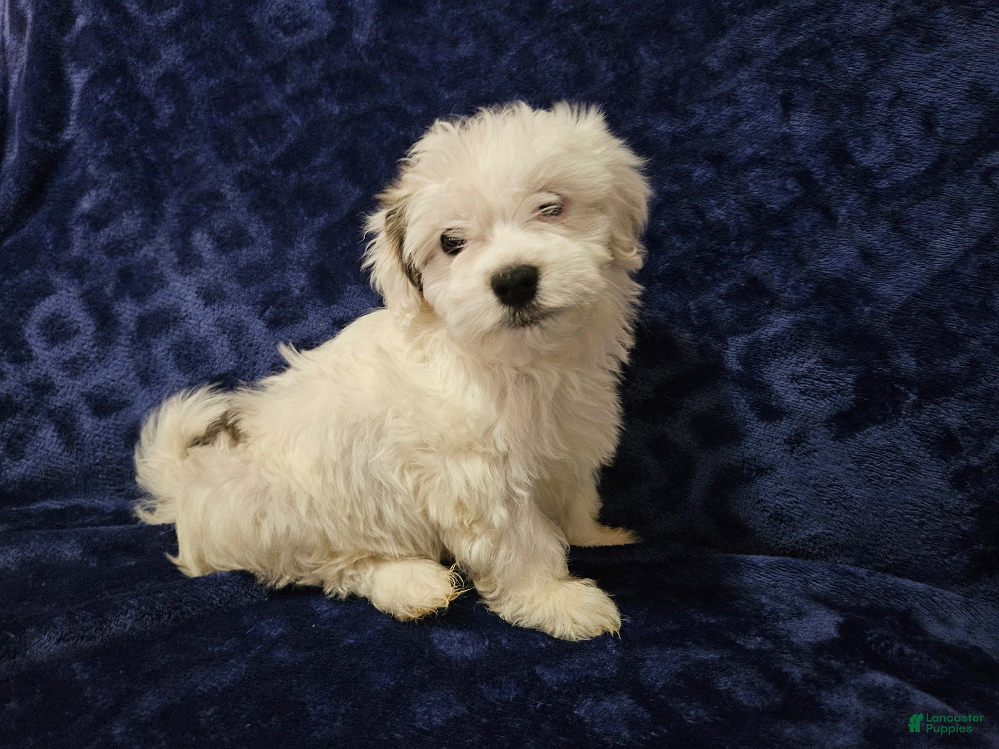 Havanese dogs Havanese Puppy 1 - Ad 22