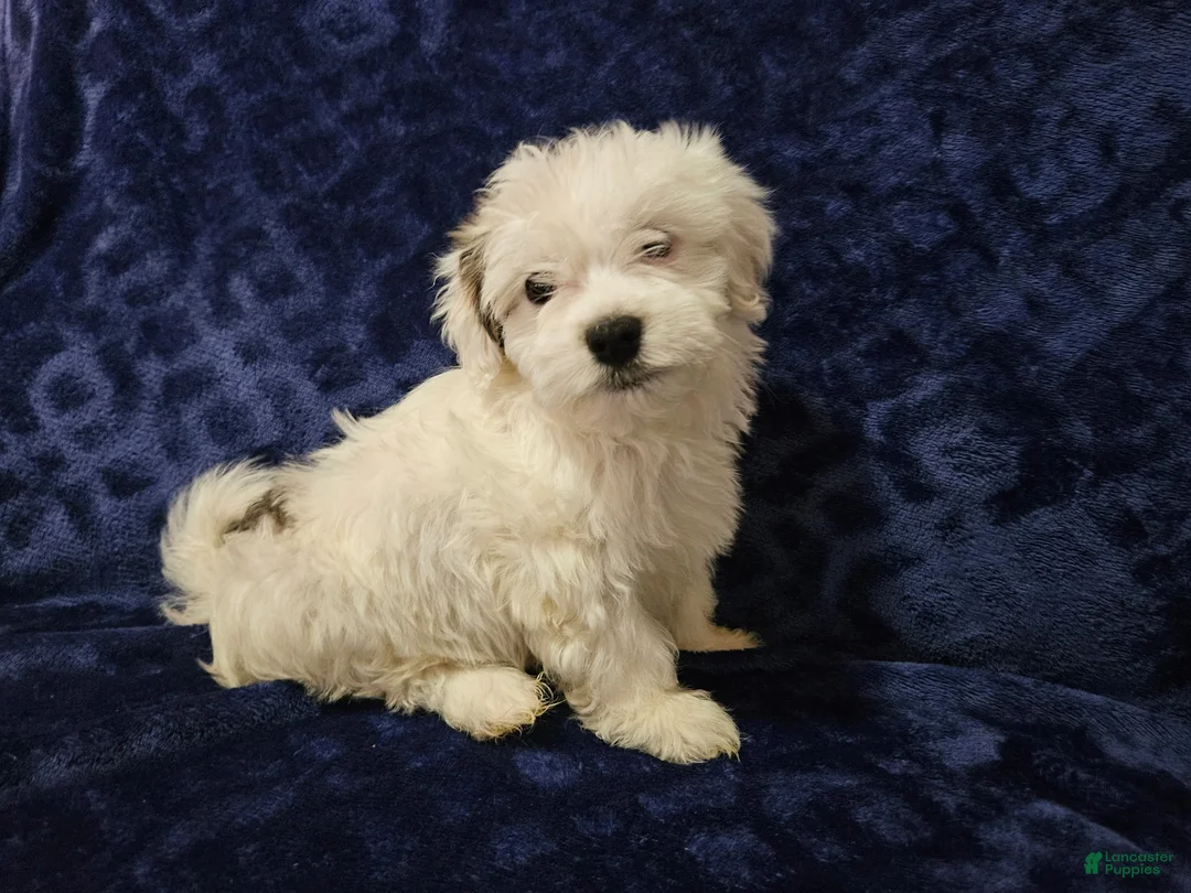 Havanese dogs for sale: Havanese Puppy 1 - Ad 1