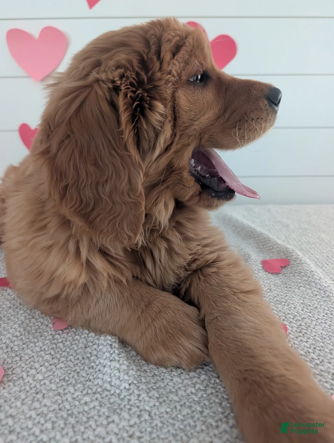 Golden Retriever dogs for sale: Goldie - Ad 3