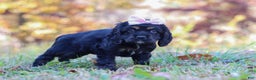 Cocker Spaniel dogs for sale: Julia - Ad 4