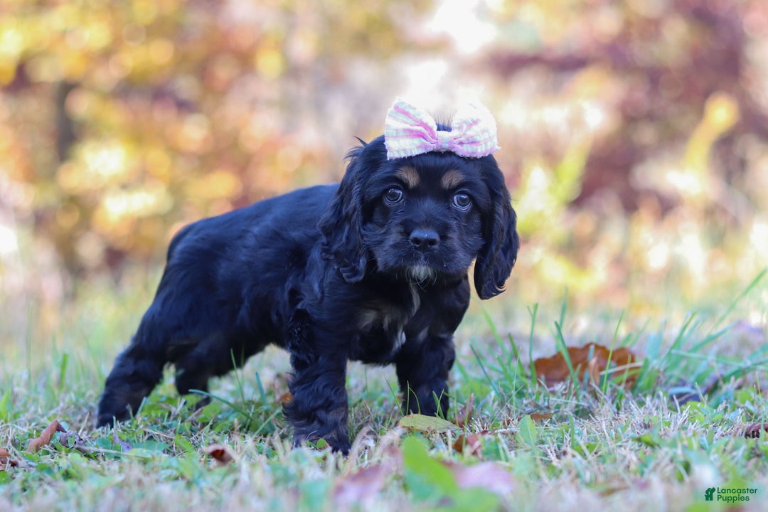 Cocker Spaniel dogs for sale: Julia - Ad 4