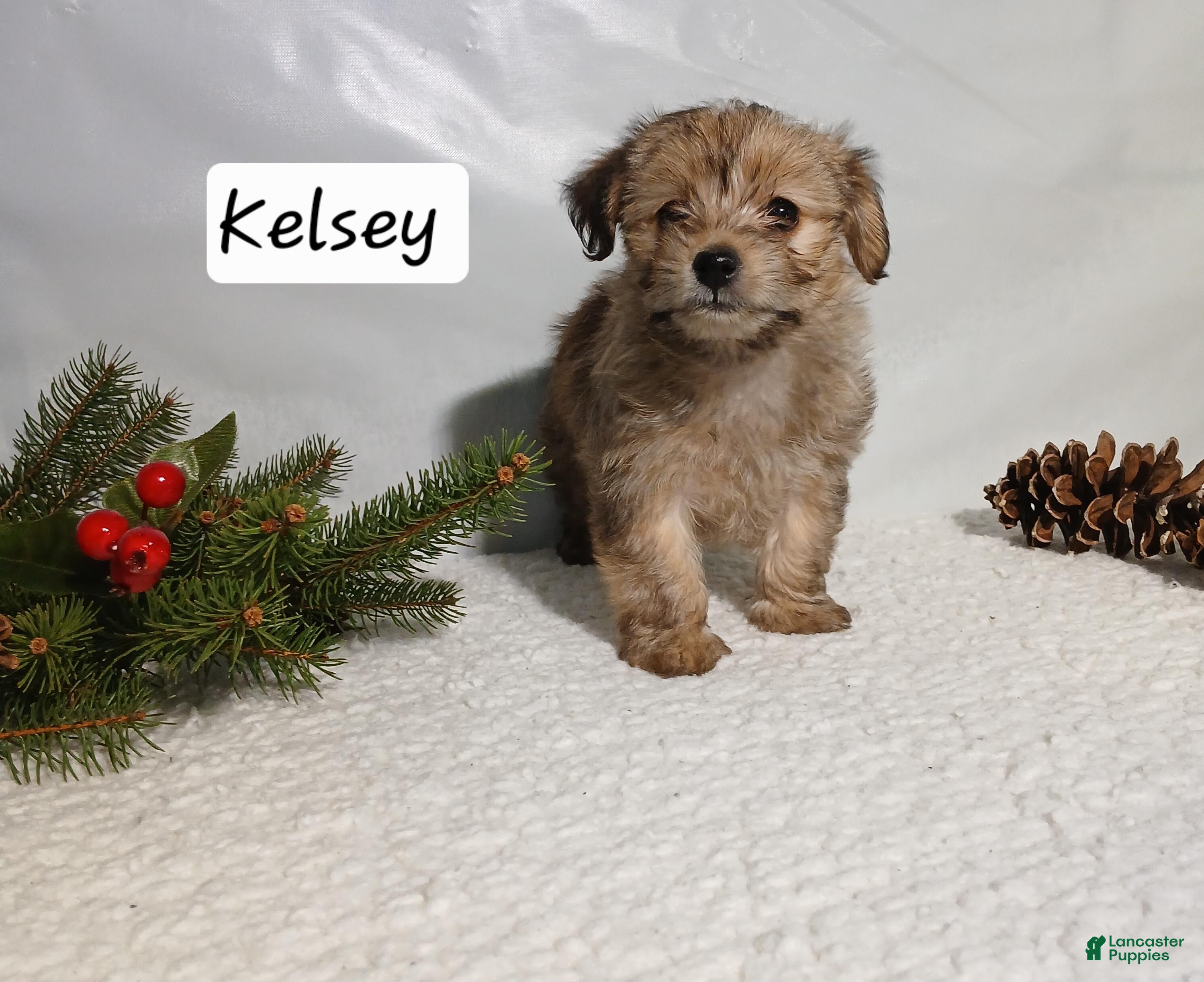 Yorkiepoo dogs Kelsey - Ad 42