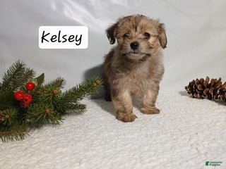 Yorkiepoo dogs Kelsey - Ad 42