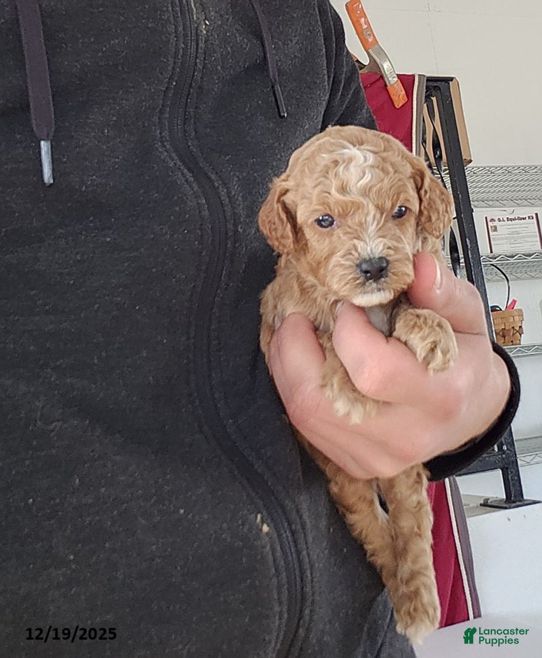 Cavapoo dogs for sale: Teo - Ad 4