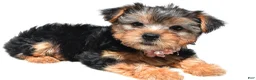 Yorkshire Terrier dogs for sale: Beth - Ad 4