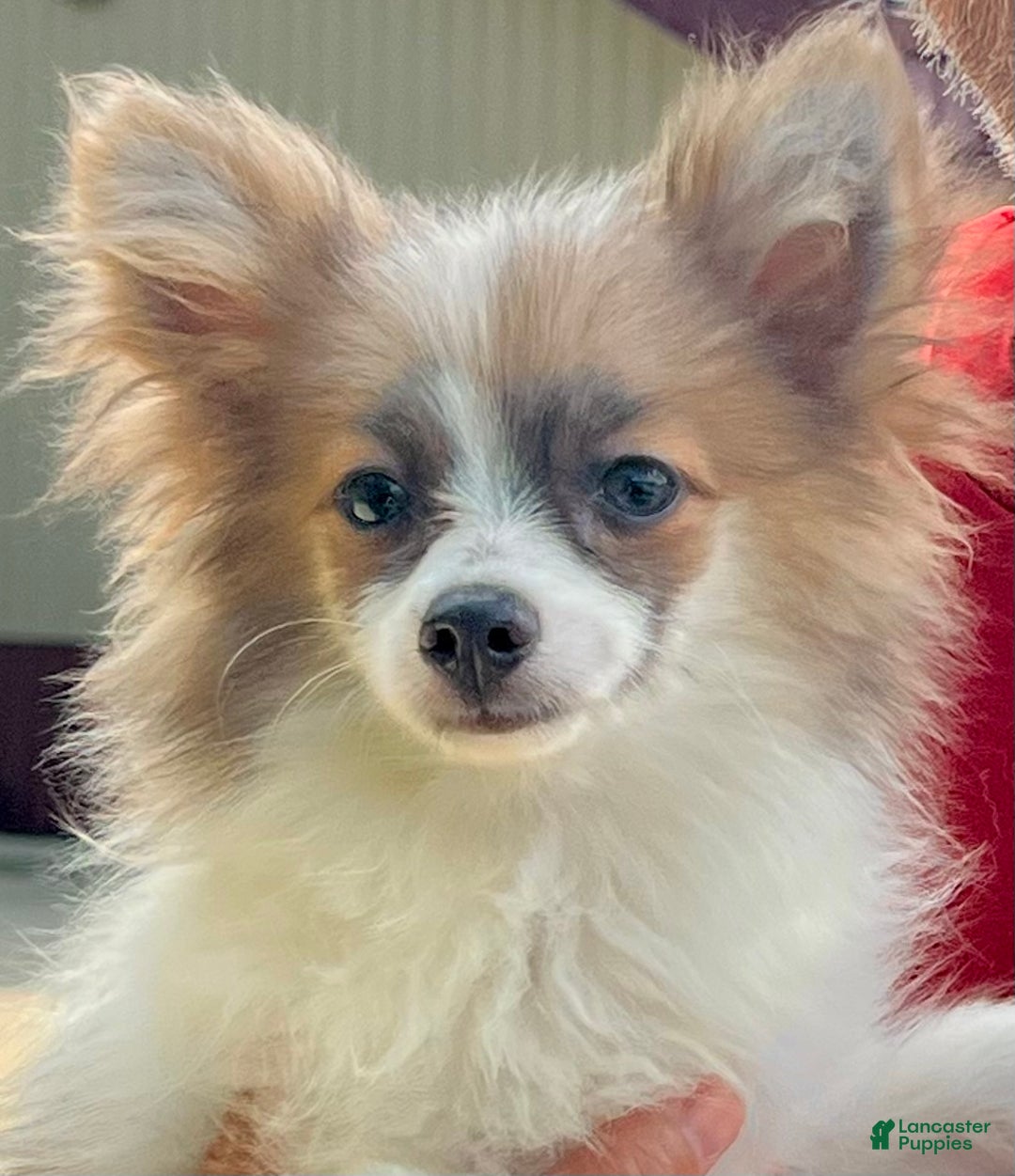 Pomeranian dogs for sale: Sweet Pea - Ad 7