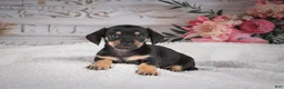Miniature Dachshund dogs for sale: AKC-Milly - Ad 6