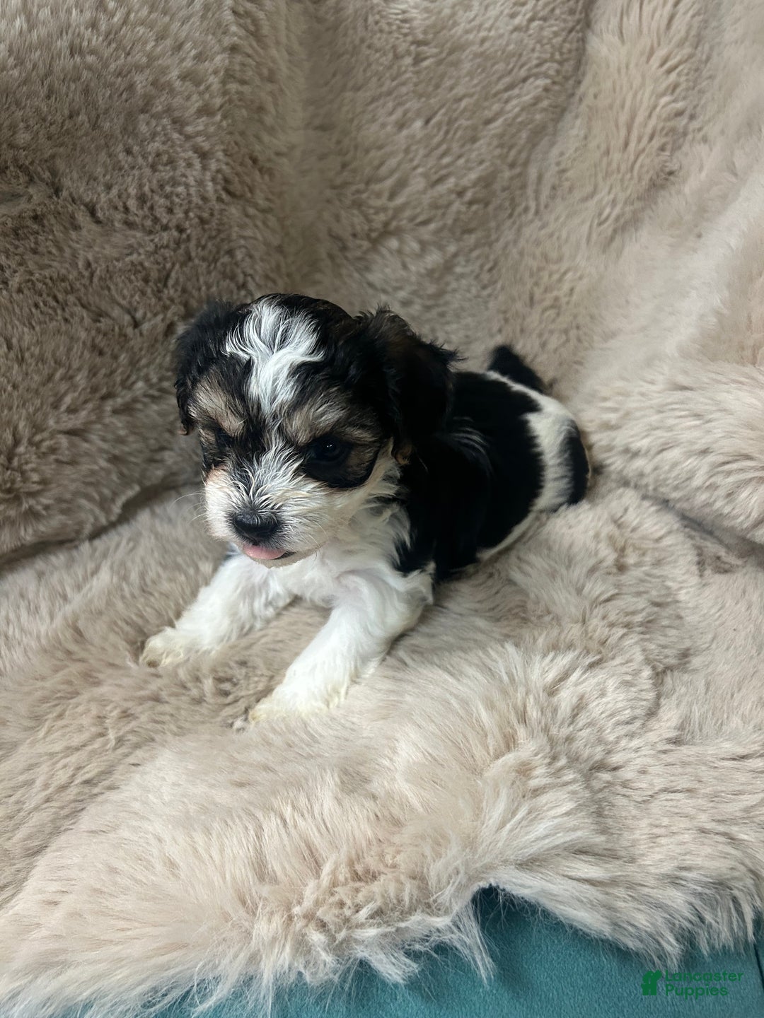 Morkie dogs for sale: Rafael  - Ad 6