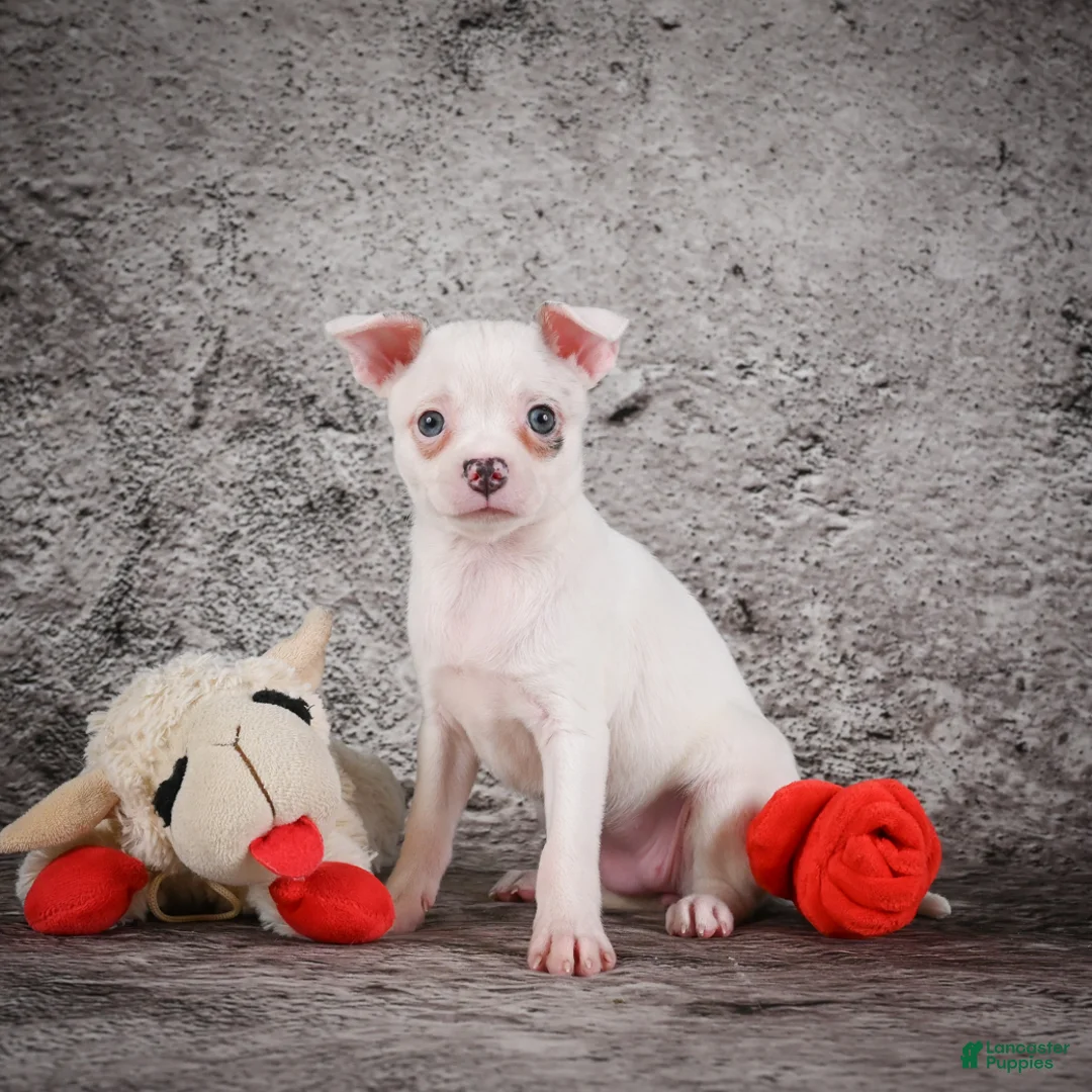 Chihuahua dogs for sale: Annie - Ad 2