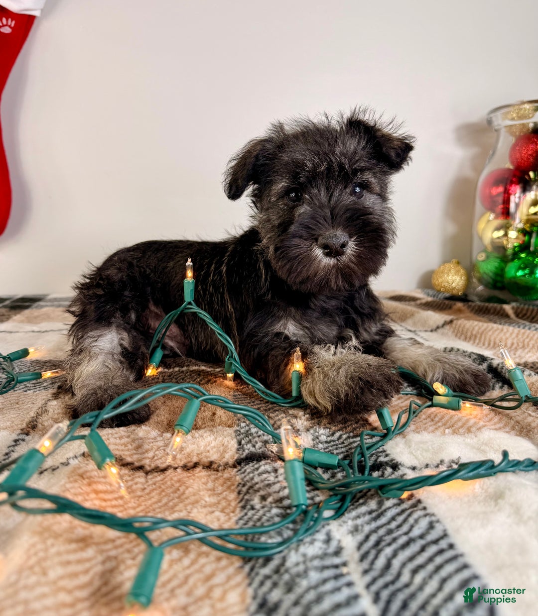 Miniature Schnauzer dogs for sale: AKC Minnie - Ad 3