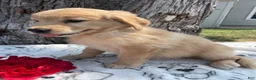 Mixed Breed dogs for sale: Molly - Ad 3