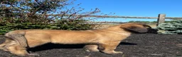 English Mastiff dogs for sale: Buttercup  - Ad 2
