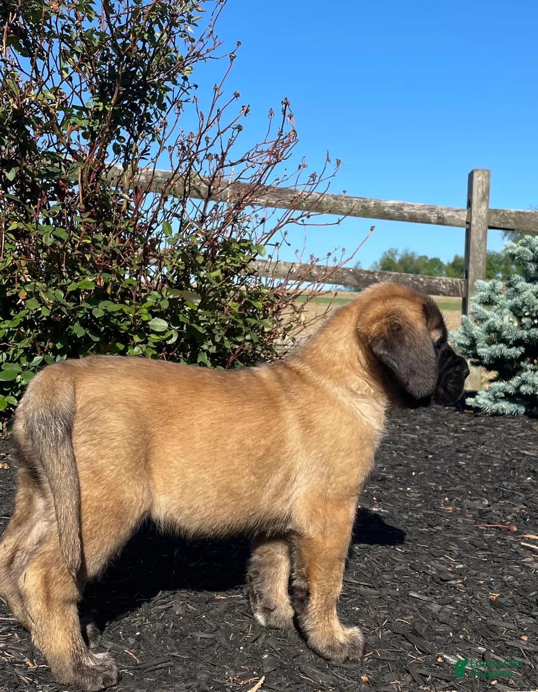 English Mastiff dogs for sale: Buttercup  - Ad 2