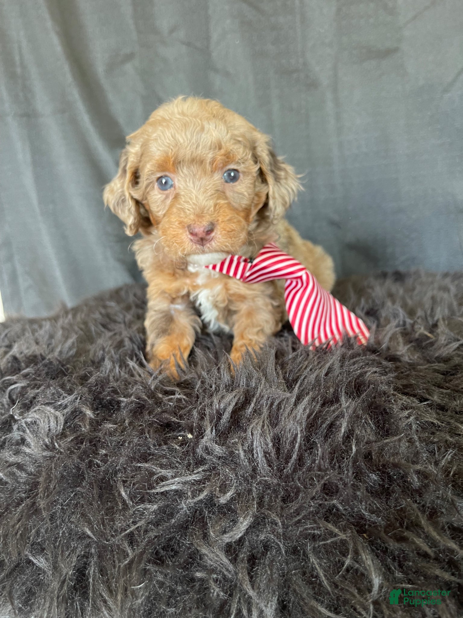 Miniature Poodle dogs Akc Clear 🧬 Chocolate Phantom Merle - Ad 3