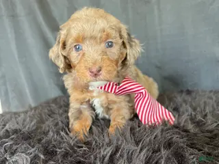 Miniature Poodle dogs Akc Clear 🧬 Chocolate Phantom Merle - Ad 3
