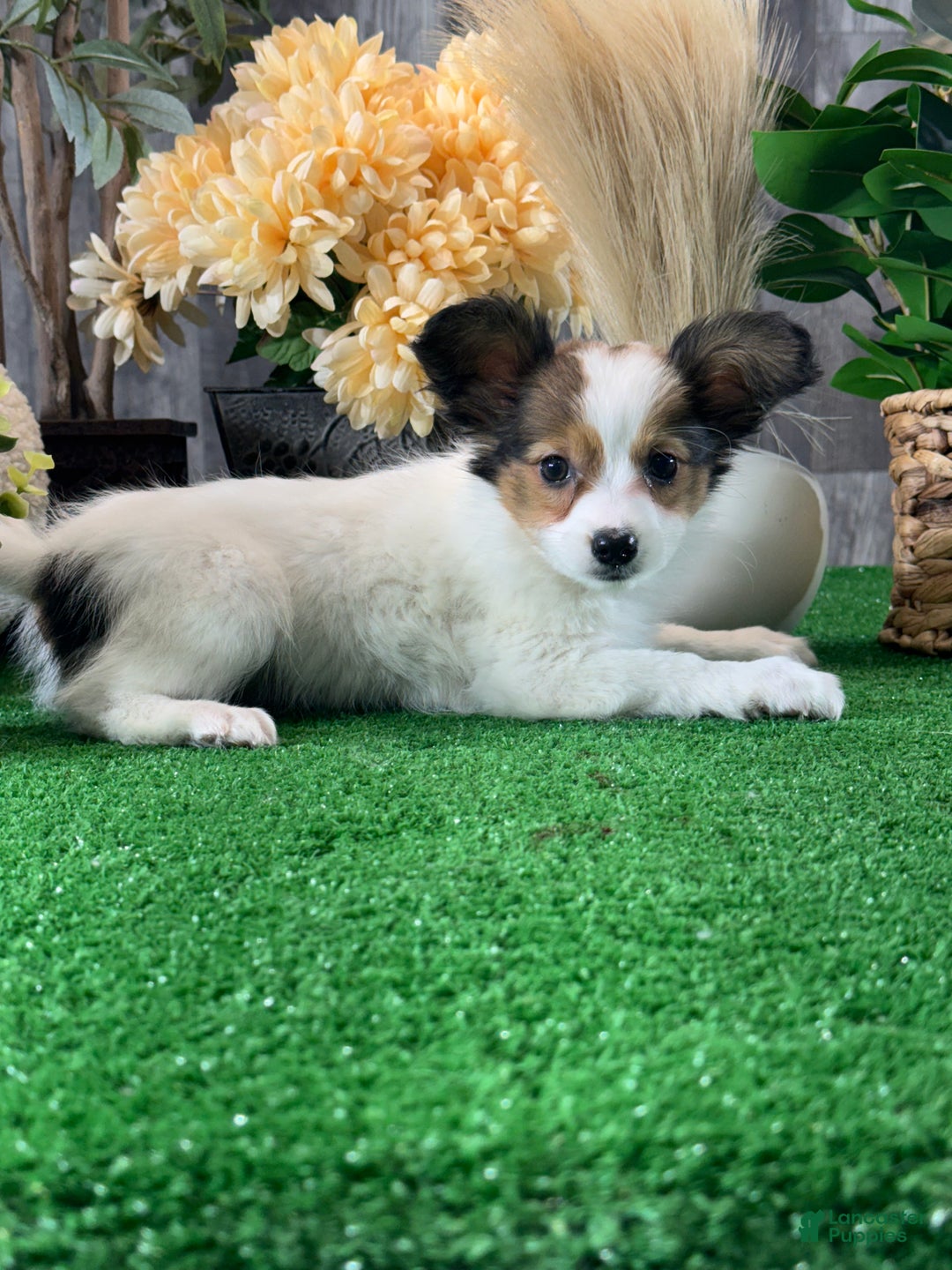 Papillon dogs for sale: Roxy - Ad 4