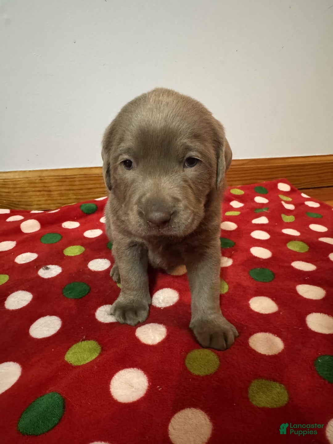 Labrador Retriever dogs for sale: Noel - Ad 3