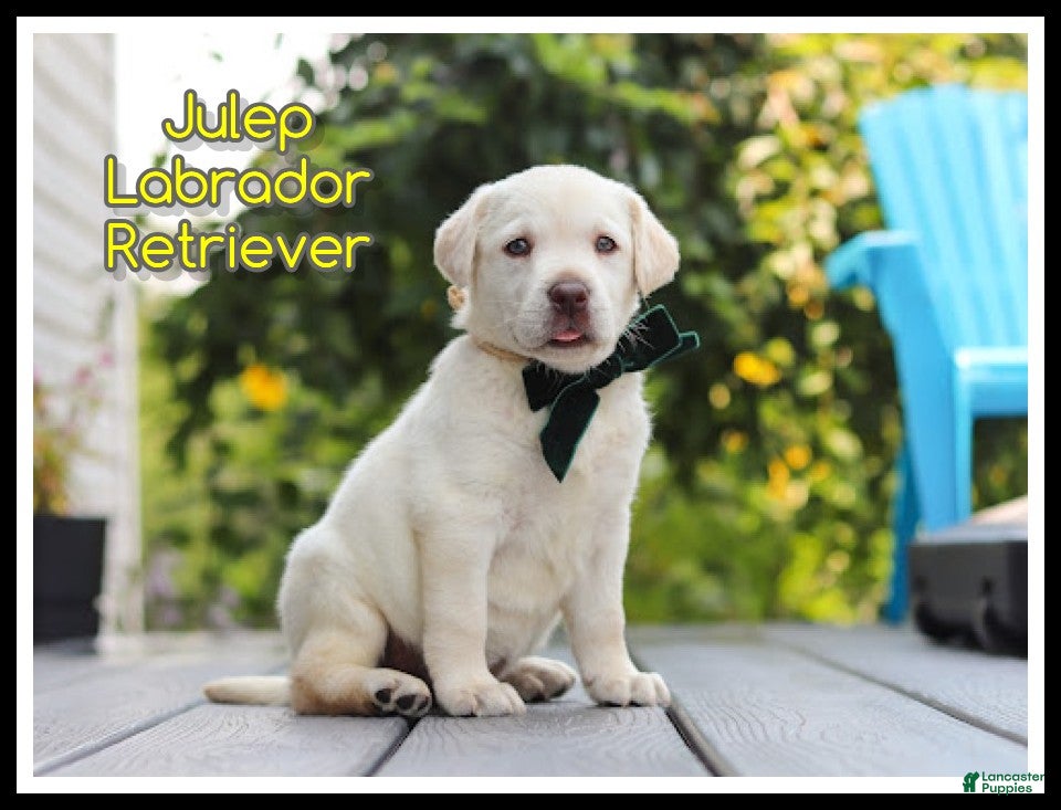 Labrador Retriever dogs Julep - Ad 1