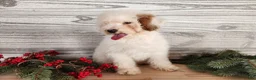 Mini Bernedoodle dogs for sale: Rudolph - Ad 4