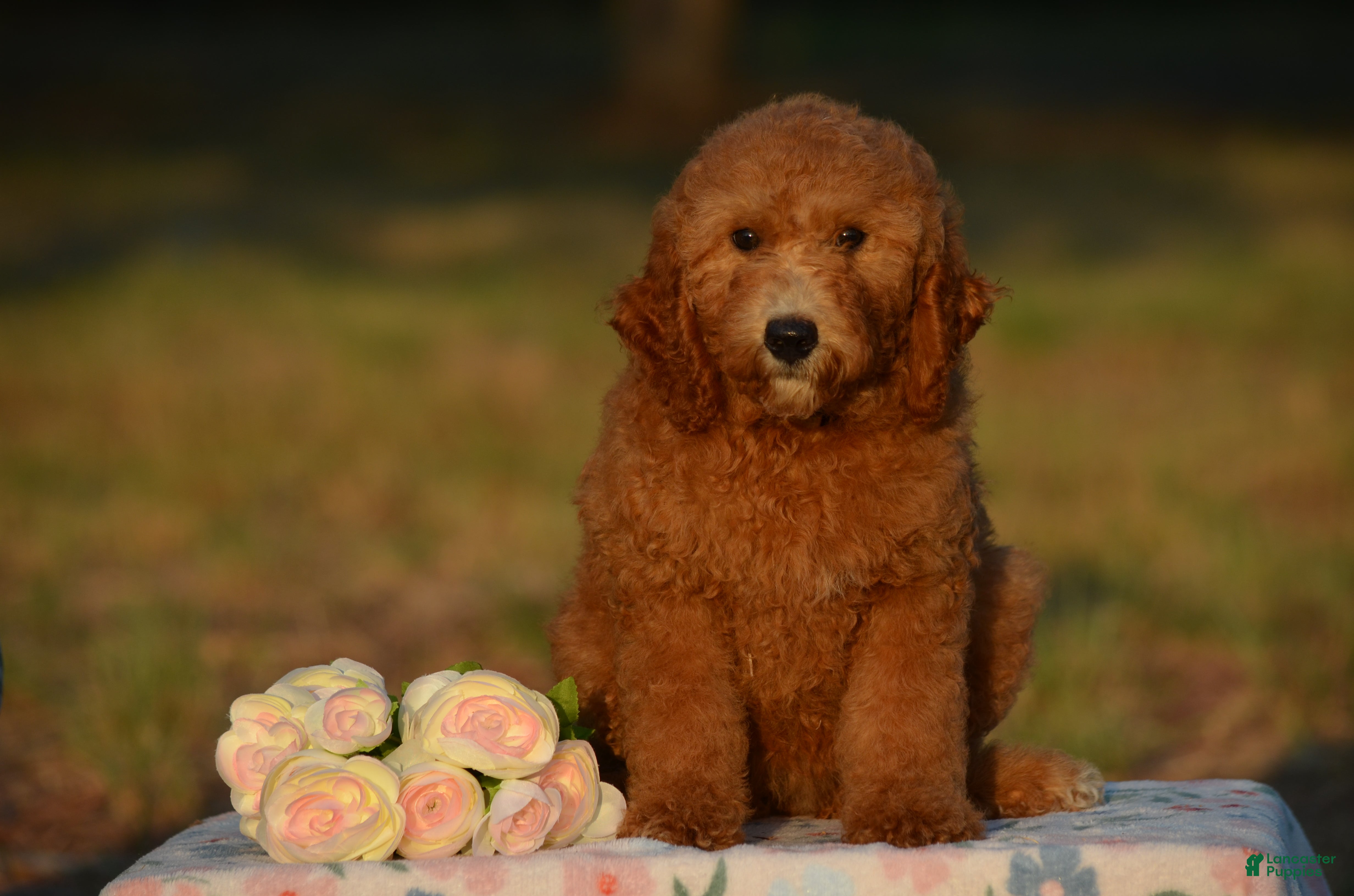 Mini Goldendoodle dogs Abby - Ad 1