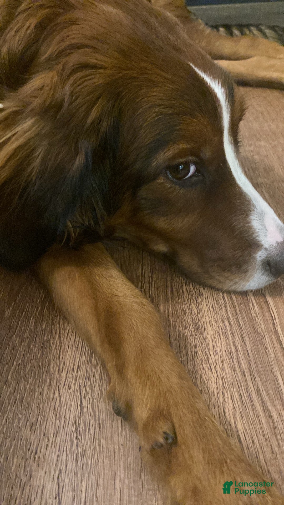 Bernedoodle dogs for sale: Harriet  - Ad 14