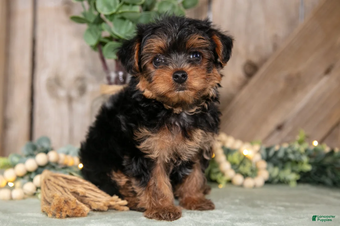 Yorkshire Terrier dogs for sale: Tasha - Ad 2