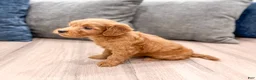 Mini Goldendoodle dogs for sale: Molly - Ad 4