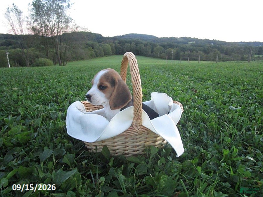 Beagle dogs Peanut - Ad 26