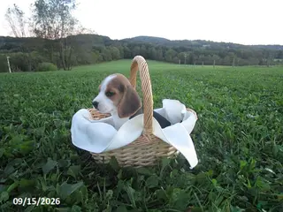 Beagle dogs Peanut - Ad 26