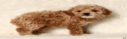 Cockapoo dogs for sale: Noel - Ad 8