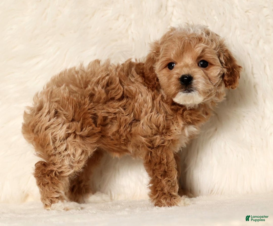 Cockapoo dogs for sale: Noel - Ad 8